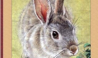世界上最漂亮的兔子 世界上最漂亮的兔子
